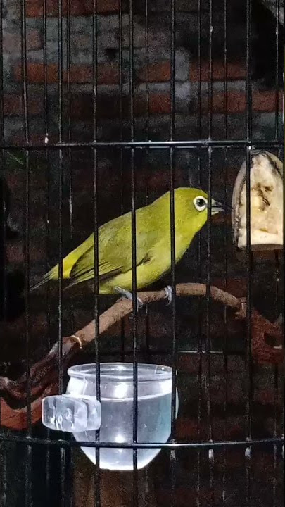 #pleci lokal Pacitan, untuk pancingan Ngriwik pleci lain 👍🏻