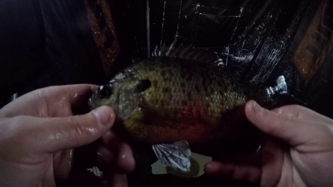 Northern Illinois Ice Fishing - Crappies and Bluegills