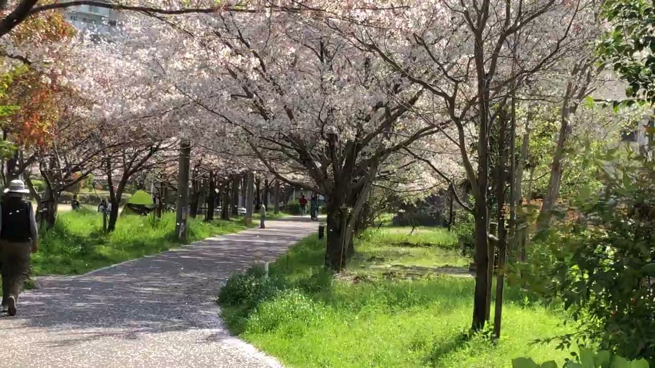 桜吹雪 202304_桜吹雪_IMG 0407 - YouTube