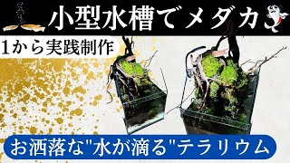 【メダカが泳ぐおしゃれな小型水槽】苔と流木&幻の溶岩石を使った"テラリウムレイアウト"