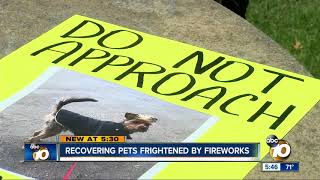 Recovering Pets Frightened By Fireworks