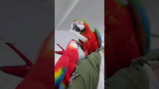 parrot cilandak