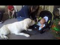 Zlatni pas retriver prvi put upoznaje bebu.Video koji će vam rastopiti srce !