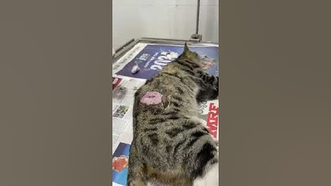 Mama Cat Suffers Brutal Attack, Leaving Her Paralyzed & In Severe Pain