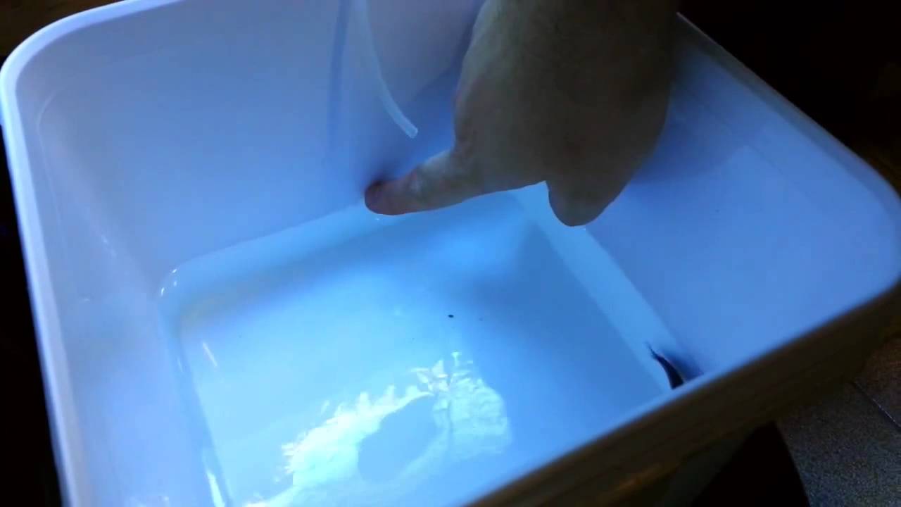 Aclimatando peixe recém chegado ReefShare TV S01 Ep04