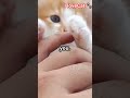 Why Do Cats Bite Their Owners? #cutecat #cat #cute #catshorts