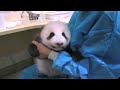 Panda baby after drinking  milk said nanny im full so cute  panda happyland