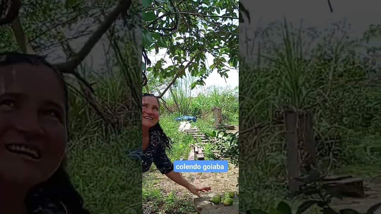 Colendo goiaba 