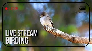 The Quest for 100 Birds: The Oriole Search Continues! | Spring Migration (Ep. 28) [Live Stream]