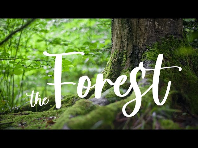 THE FOREST  | Cinematic short film / Nature B-roll class=