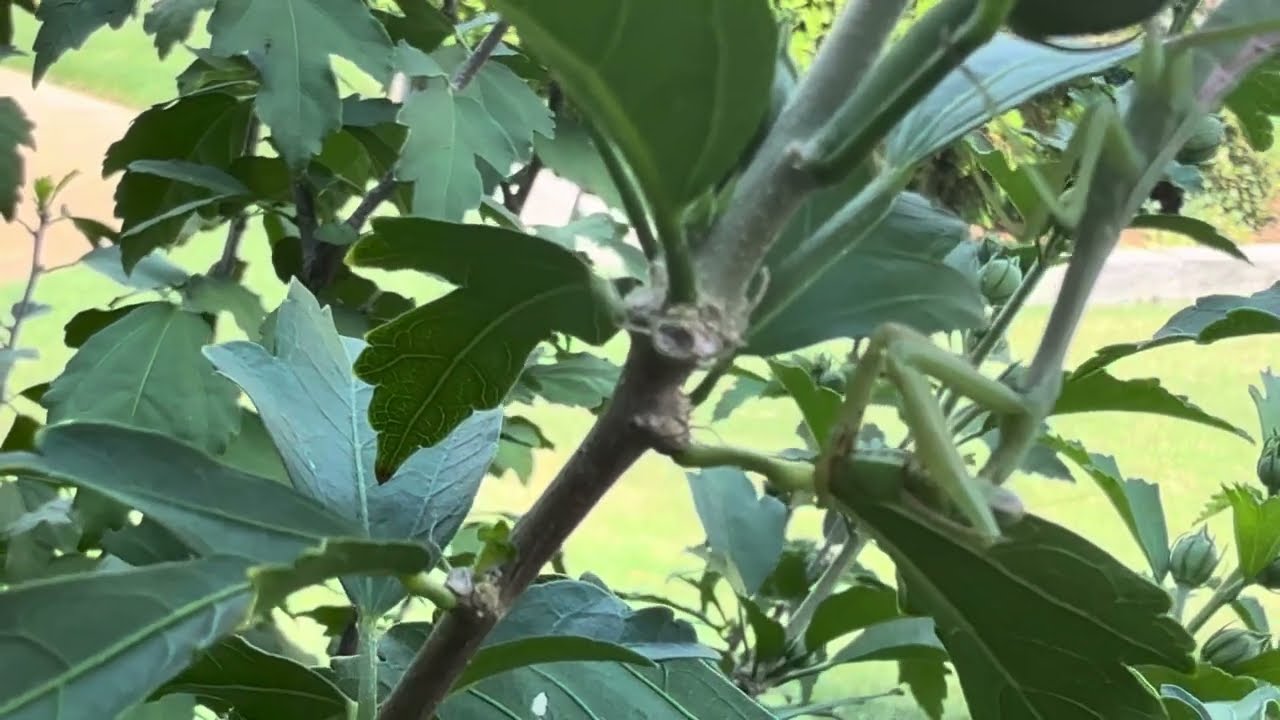 HUGE Praying Mantis EATS Grass Hopper 