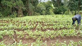 How Indigenous farming  prioritize biodiversity,soil health, and local food systems #shortsfeed