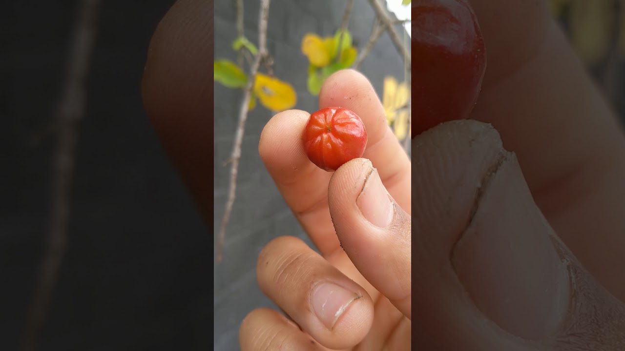 the azerola (Malpighia emarginata)