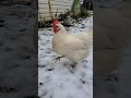 Backyard chickens first time playing in the snow ❄