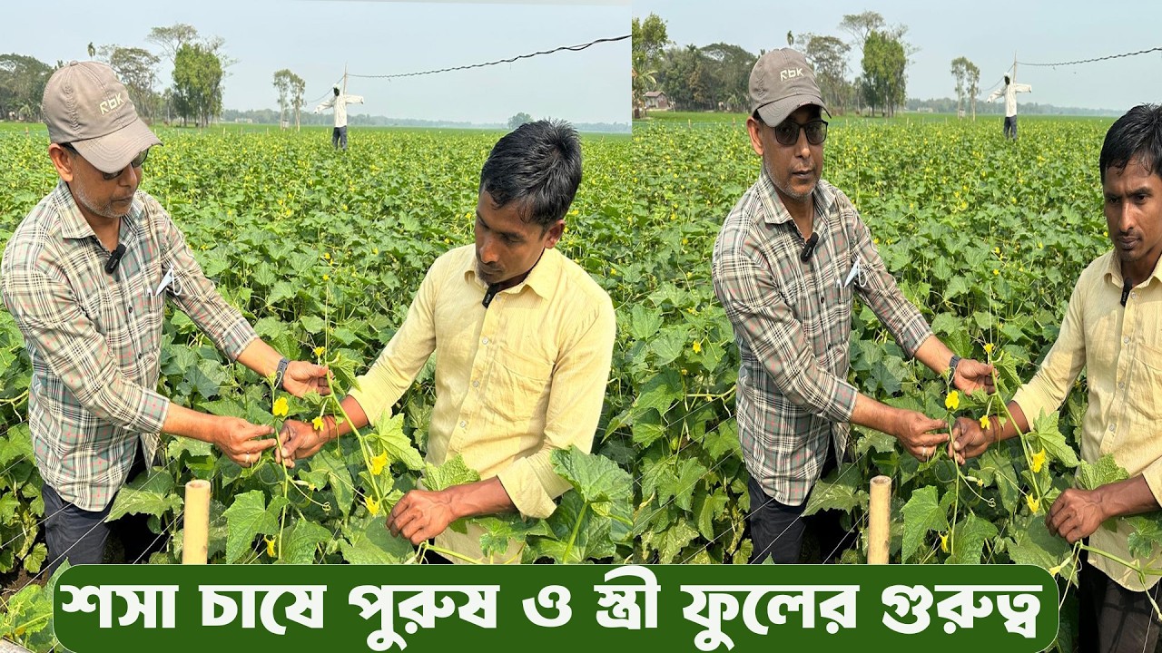 শসা চাষে স্ত্রী  ও পুরুষ ফুলের গুরুত্ব #MdJahangirAlamSelim