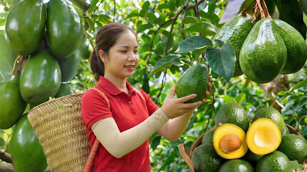 REWIND TIMELAPSE - Harvesting 1000+Kg Many Avocado Goes To Maket Sell | Teu Harvesting