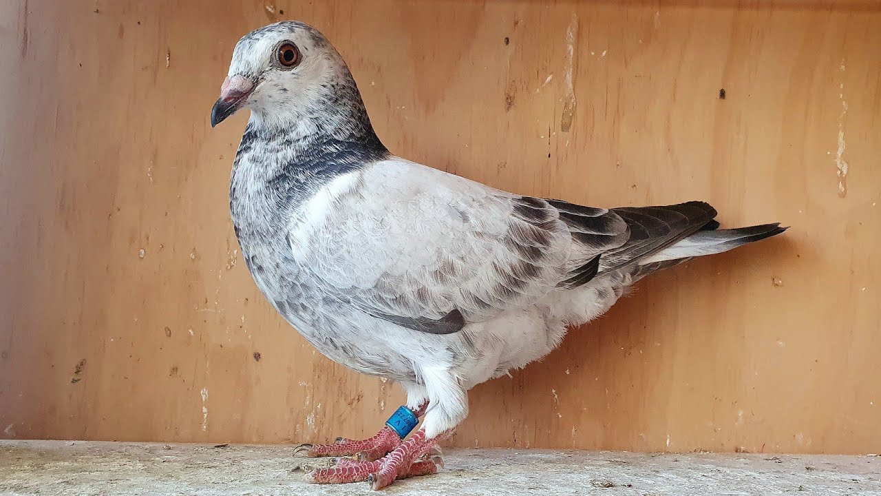 Racing Pigeons Young Bird Loft Update! YouTube