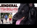 JENDERAL SI ANJING TITISAN SERIGALA HITAM PENJAGA KELUARGA - THE DOG WILDED WOLF BLACK  GUARD FAMILY