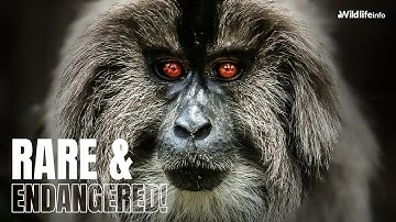 Lion-Tailed Macaque: The Rare Primate Facing Extinction