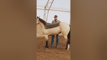 2 Month Colt Starting INSANE Transformation