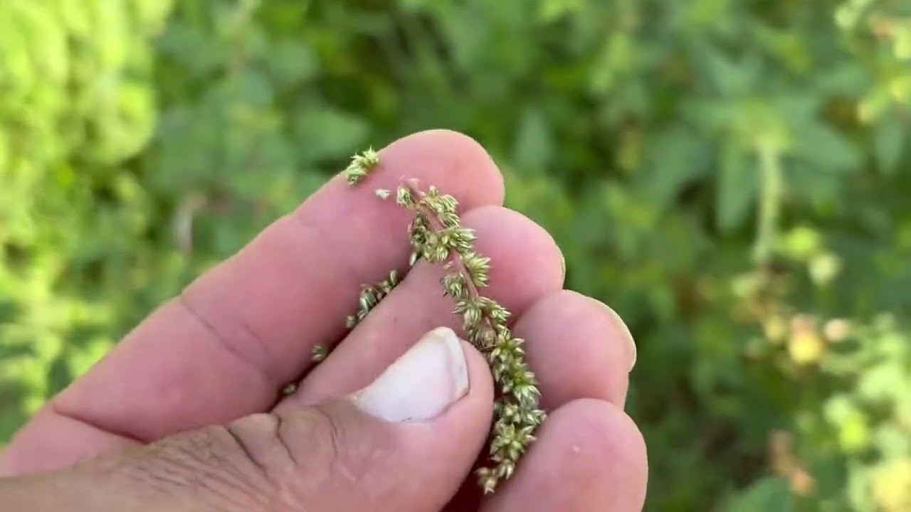 Goats Vs. Pigweed. I’d Rather Have Goats Than Spray Herbicides