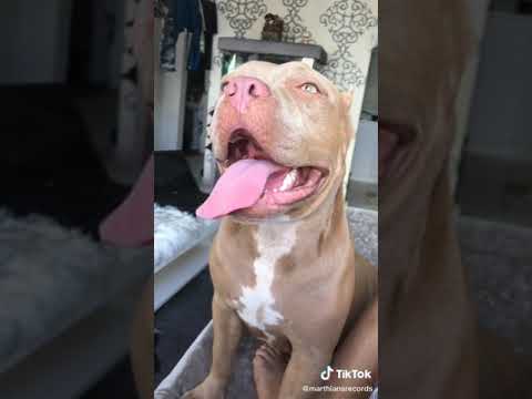 Ay Que Comernos Al Perro (Video De Risa)