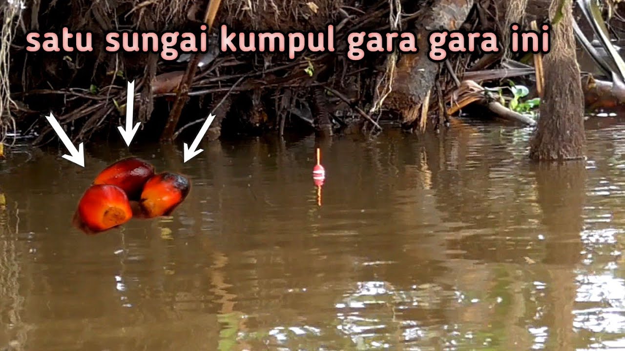 terbukti nyata !! mancing ikan menggunakan umpan ini bisa panen raya