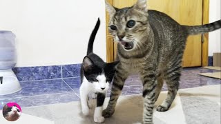 'Can I go to your side?' Rescued kitten talking to a big cat