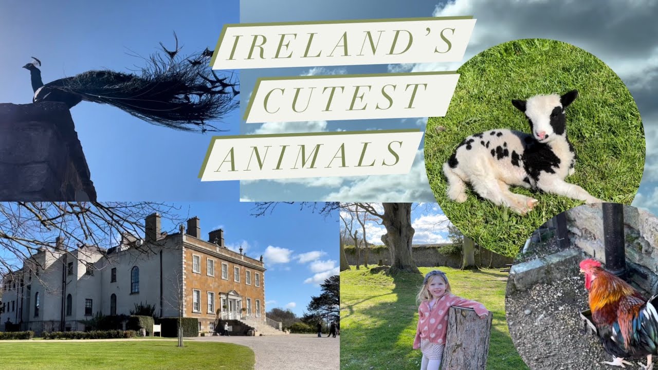 visiting the cutest farm animals 🥺 (newbridge house and gardens