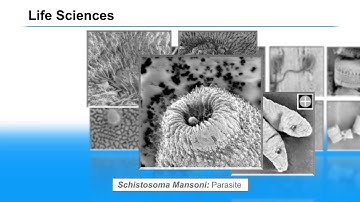 Image Examples from Keysight’s 8500B Field Emission Scanning Electron Microscope