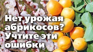 Почему Не Цветет Абрикос И Нет Урожаев.  Ищем Ошибки С Опытным Садоводом