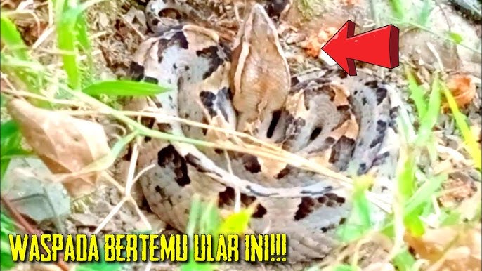 Jinsiy onalar Parkdagi jinsiy aloqa filmi