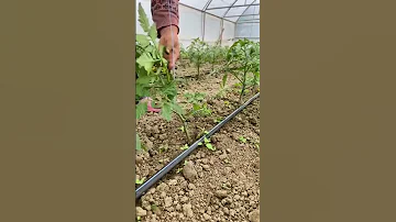 طريقة ربط نبتة الطماطم بخيط من اجل ان تتمدد عليه تربطها من تحت ثم تلفه عليها عكس عقارب الساعة 