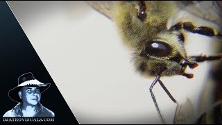 Florida's Feral Honey Bees 02