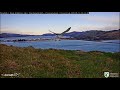 Up, Up, And Away: Royal Albatross Chick Atawhai Fledges! | DOC | Cornell Lab – Sept. 16, 2020