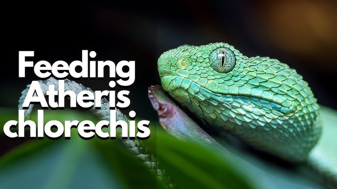 Image - Atheris chlorechis (Green Bush Viper)