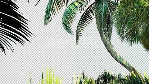 Palm Tree With Alpha Channel | Motion Graphics - Videohive template