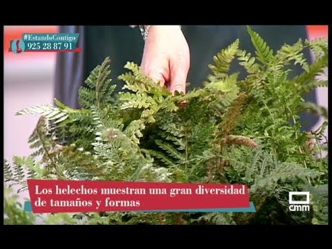 Video: Por Qué Los Helechos Son Plantas Superiores