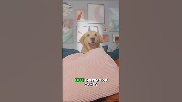 Why Do Dogs Get the Zoomies? The Science Behind Your Pup