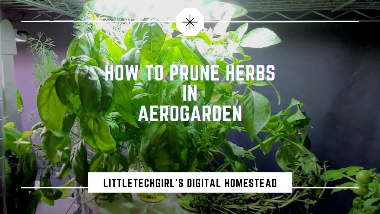 How to Prune Herbs in AeroGarden or Click and Grow