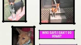 Basenji Rescue & Transport, Inc (BRAT)