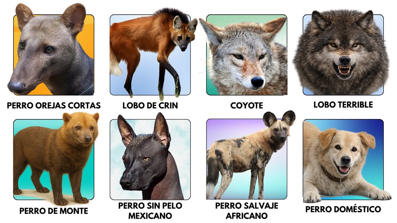 Todos los tipos de PERROS y su EVOLUCIÓN explicada