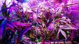 PC Nano Grow Box - Day 57 with Afghani #1 (Two Weeks Into Budding Update)
