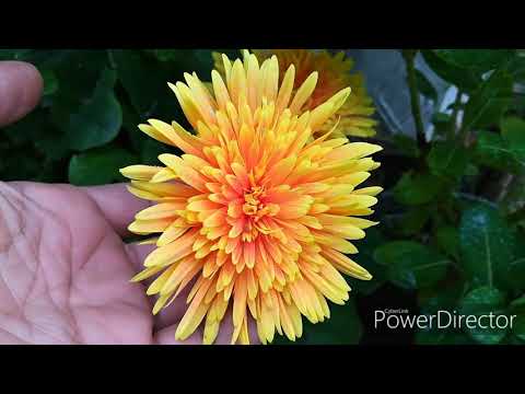 Sunday Update/Rose/Hibuscus/Winter Plants/Garden Overview 20/10/19