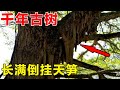 贵州一棵千年古树上长满天笋，据说10万棵才会长出一棵，非常珍贵【乡村阿泰】