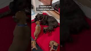 Watch till the end, best 2 min of your life lol #boxer #boxerdog #boxerlove #boxerpuppies #puppies Watch till the end, best 2 min of your life lol #boxer #boxerdog #boxerlove #boxerpuppies #puppies