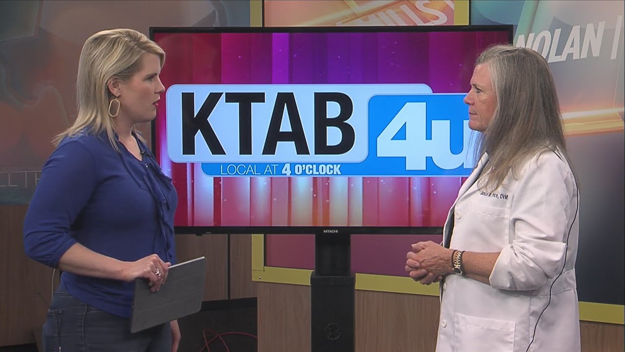 Summer heat means danger for pets