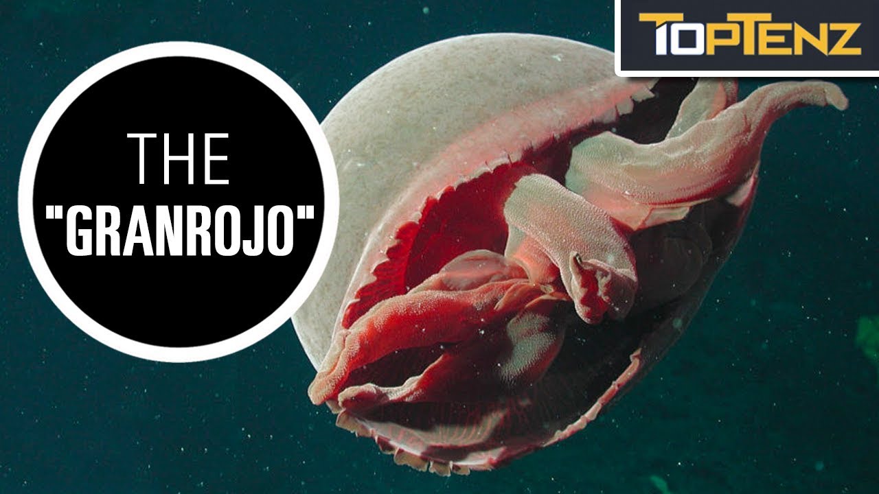 Top 10 Creepy Creatures of the Deep YouTube