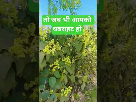 कुरान शरीफ की सा सूरते बहुत काम आएंगे