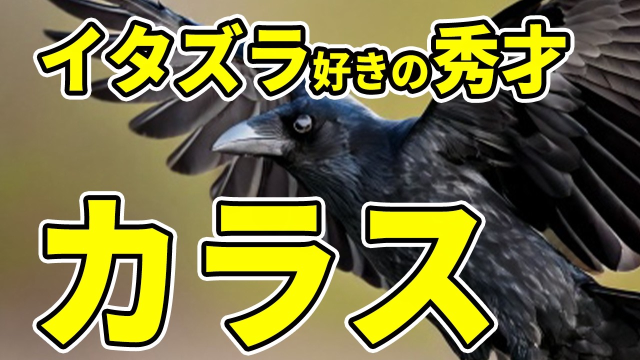【知能最強】カラスが賢い理由とヤバすぎる遊び笑|カラスの生態 - YouTube